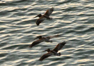 Pelicans in search of breakfast