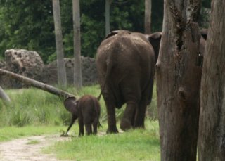 Momma and Baby Elephant