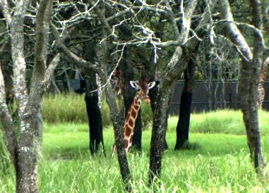 Giraffe peeking through the trees