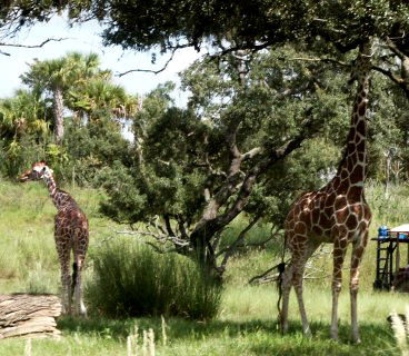 Safari giraffes