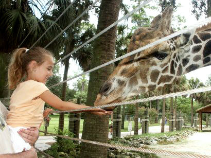 Brinn feeding the giraffe