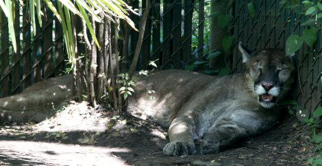 puma snoozing in the shade