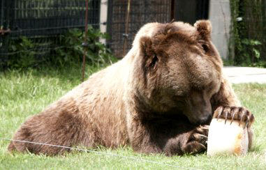 Grizzly enjoys frozen fruit