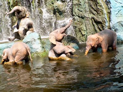 Bathing Elephants