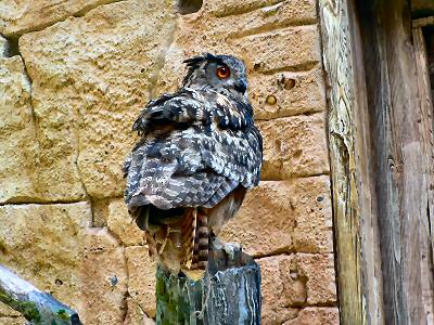 Owl