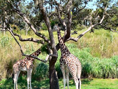 Giraffes