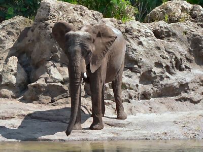 Elephant