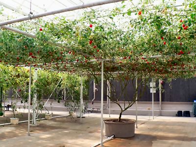 Living With the Land - ONE Tomato plant!!