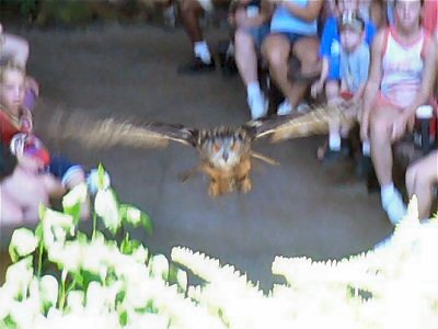 Zoomed in on the owl