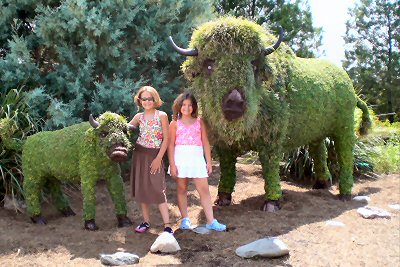 Buffalo Topiaries at the Wilderness Lodge