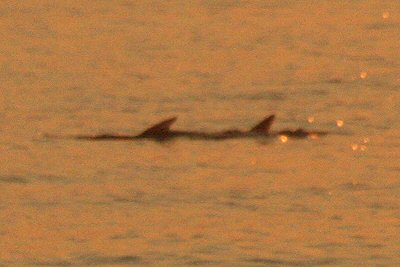 Finny 'friends' swimming close offshore at dawn