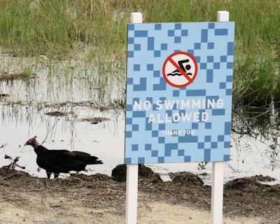 Obey signs - that used to be a swan! Obey signs - that used to be a swan!