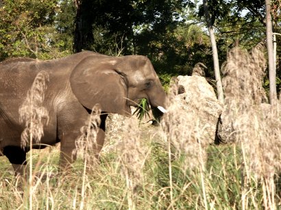 more elephants