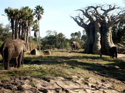 Elephants on Safari