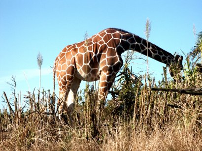 giraffe