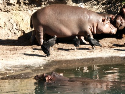 Hippos