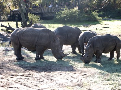 Rhinos