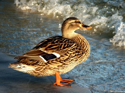 Friendly GF Duck