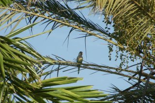 Some local Bird Residents