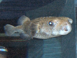 HUGE Blowfish