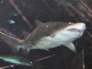 Shark!