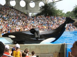 Thats ONE BIG WHALE!