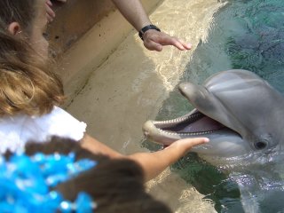 Brinn Petting a Dolphin