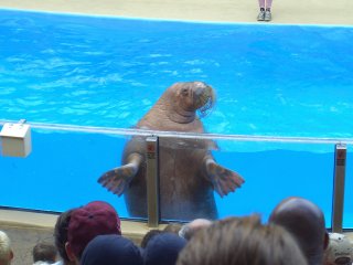 Clyde and Seamore Show