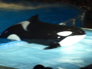 Shamu at night