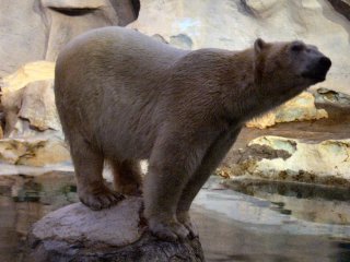 Polar Bear
