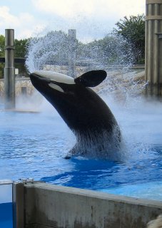 Our Last Shamu Show