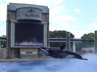 Our Last Shamu Show