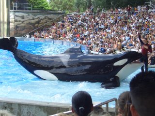 Our Last Shamu Show