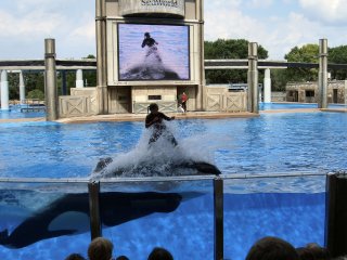Our Last Shamu Show