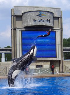 Our Last Shamu Show
