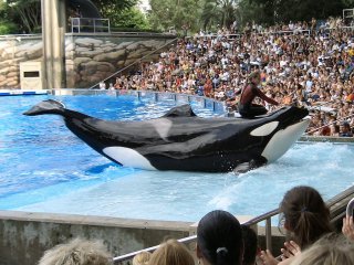 Our Last Shamu Show
