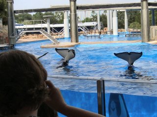 Our Last Shamu Show - READY!