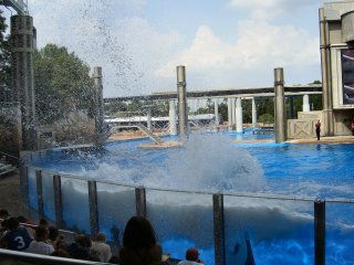 Our Last Shamu Show - SPLASH!