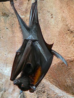Bat