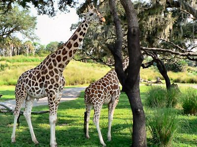 Giraffe