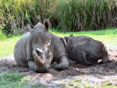 Rhino