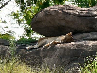 Lion