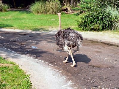 Tour Guide Ostrich