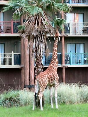 Giraffe