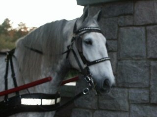 WL Sleigh Ride - Lucky