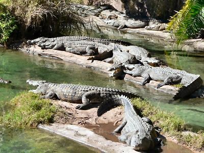 Gators!