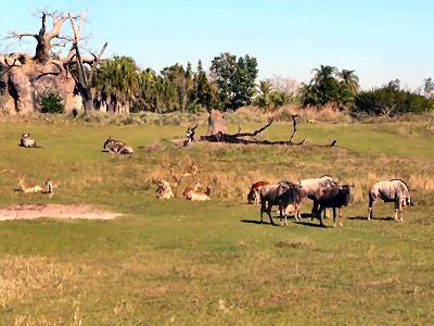 Safari