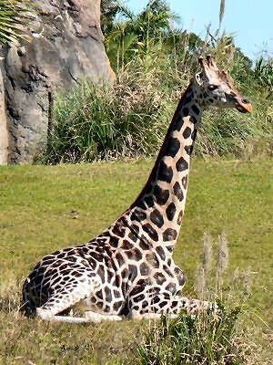 Safari