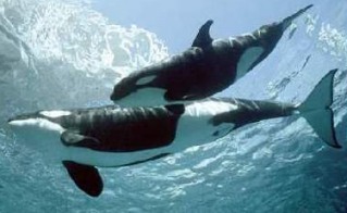 Killer Whales